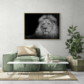 Løve Fotografi (40x60,Premium fotopapir)