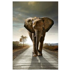 Afrikansk Elefant (40x60,Premium fotopapir)
